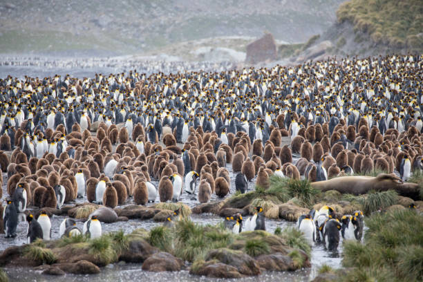 ein wildes tier liebt die freiheit der natur - antarctica penguin bird animal stock-fotos und bilder