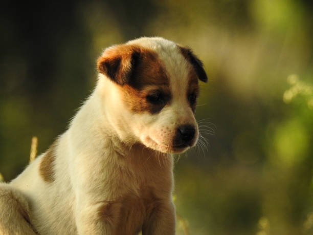 istock A cute dog puppy 1136984282