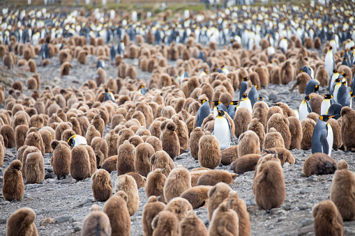 A colony of gentoo penguins gathers in the nesting area with many of them molting their fluffy feathers before they can swim in the icy waters of the Antarctic Peninsula.