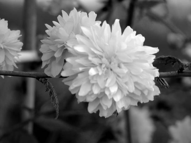 istock Flowers 1136986009
