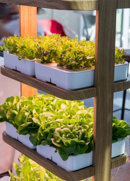 istock Greenhouse vegetables Plant with Led Light Indoor Farm Technology 1136986346