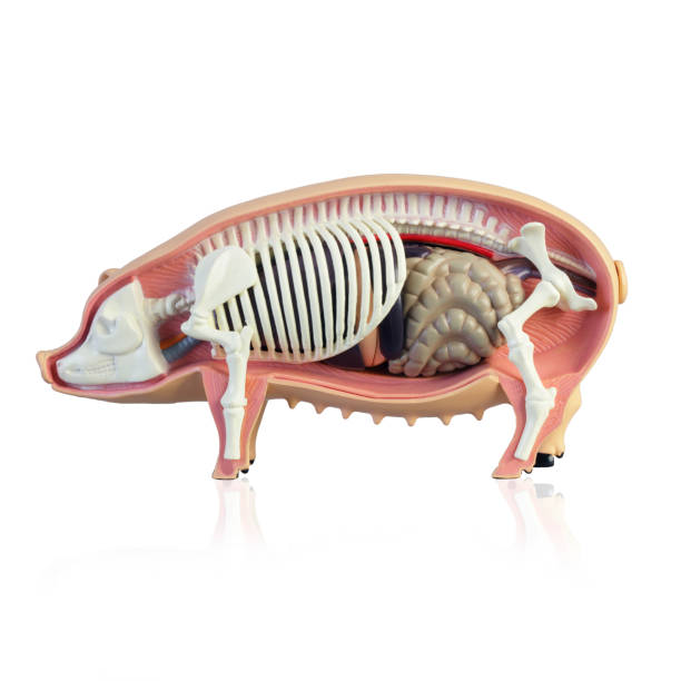 istock Anatomy of a pig 1136986451