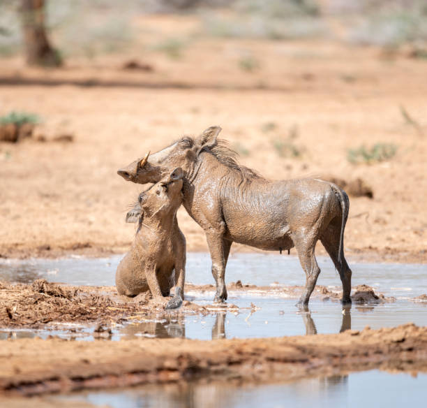 Warthogs seen during a game drive in the dry season, in the beautiful Majete Wildlife Reserve in southern Malawi.