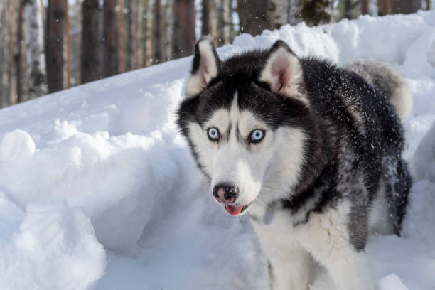 istock Siberian husky dog on winter background. 1136986625