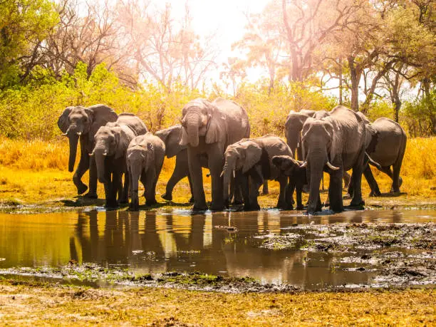 Photo of Herd of african elephants at waterhole. Chobe National Park, Okavango Region, Botswana, Africa