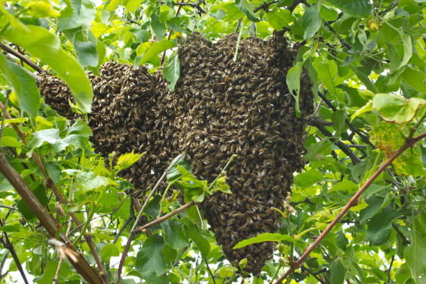 istock Swarming bees. Formation of a new colony (family) bees. 1136987127