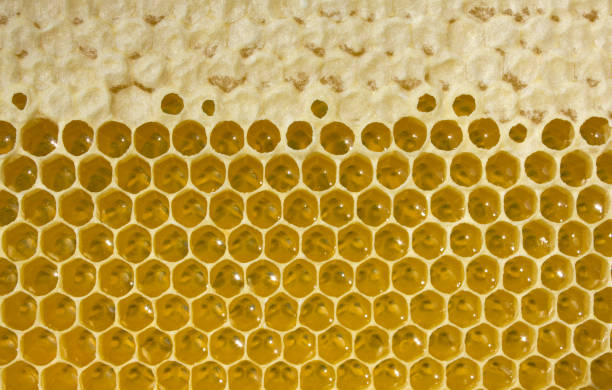 istock Nectar and honey in new comb 1136989460