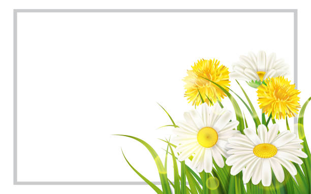 Spring flower daisy juicy, chamomiles yellow dandelions green grass background Template for banners, web, flyer. Vector illustration isolated. Spring flower daisy juicy, chamomiles yellow dandelions green grass background sun borders stock illustrations
