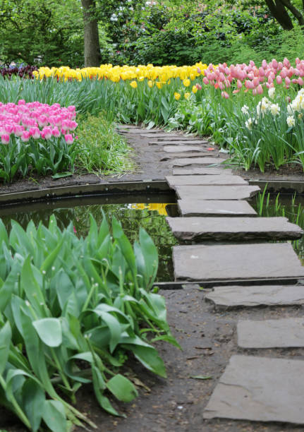 istock Tulip garden stepping stones 1136993054