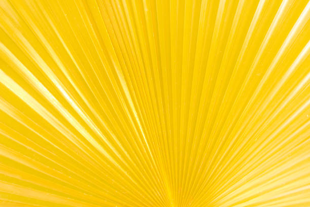 Cropped macro shot of green sugar palm tree leaf strip in sun light. copy space for text, Natural green plants landscape using as a background or wallpaper.