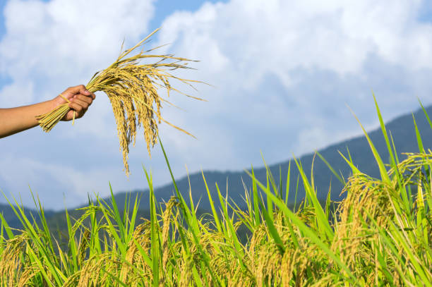 istock Rice seeds in hands of farmers 1136994493