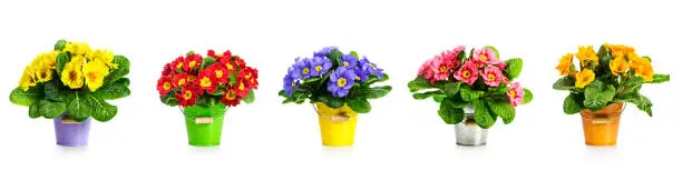 Primrose primula  spring flowers in bucket collection isolated on white background. Flower arrangement. Floral design elements banner