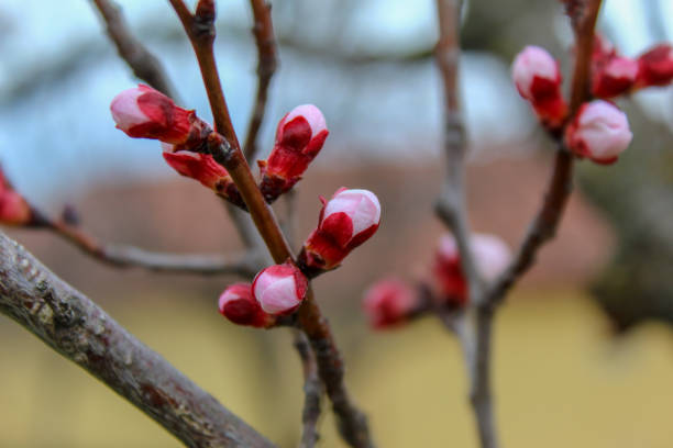 istock Apricot blossoms and buds 1136995833