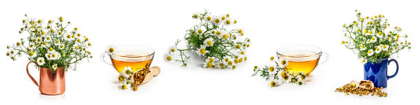 fiori di camomilla e tè - german chamomile chamomile plant smelling flower foto e immagini stock