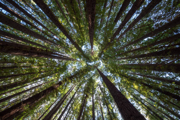 guardando in alto nel baldacchino della foresta di sequoie - copertura di alberi foto e immagini stock