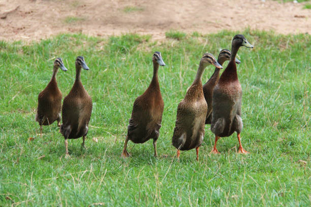 Indian Runner ducks run across the lawn