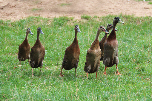 Indian Runners are a breed of Anas platyrhynchos domesticus, the domestic duck