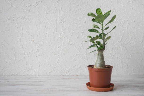 istock Adenium plant in a pot on the table. 1136998999