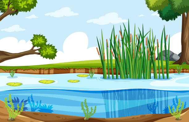 A Nature Swamp Landscape Stock Illustration - Download Image Now -  Underwater, Lake, Marsh - iStock