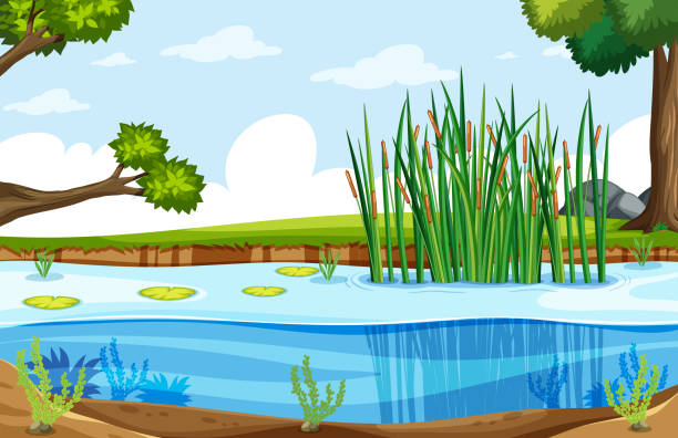 A Nature Swamp Landscape Stock Illustration - Download Image Now - Underwater, Lake, Marsh - iStock A Nature Swamp Landscape Stock Illustration - Download Image Now - Underwater, Lake, Marsh - iStock