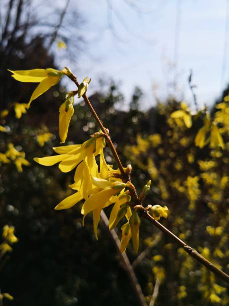 istock blooming yellow forsythia 1137003164