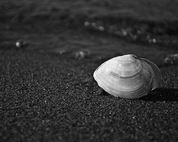 istock Seashell on sand near the sea. Black and white. 113700363