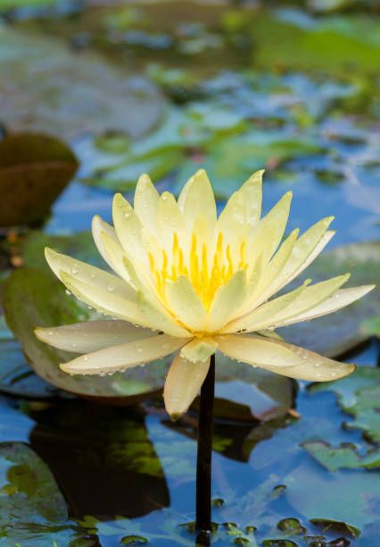 istock Water lily in Tao Dan park 1137004170