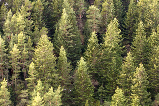 istock Background of a pine trees forest in Andorra 1137006332