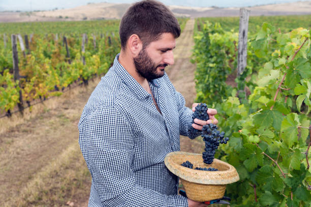istock Man Hat Grapes Harvest Vineyard Secateurs Autumn 1137006653