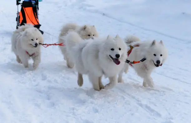 Four Samoyed dogs are running in the dogsled on a snowy road.