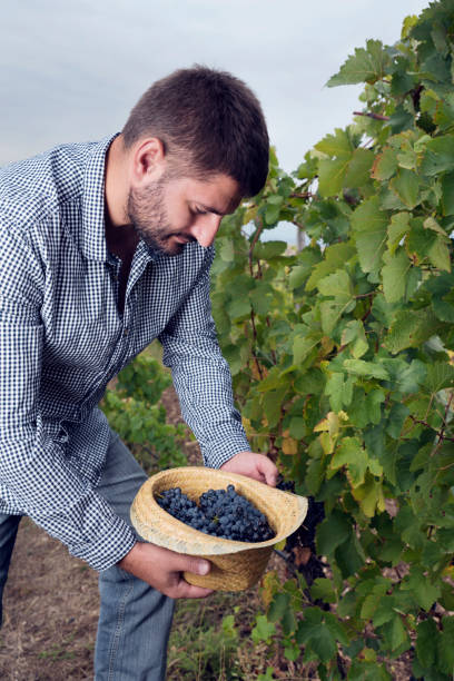 istock Man Holding Straw Hat Full Grapes Clusters 1137006703