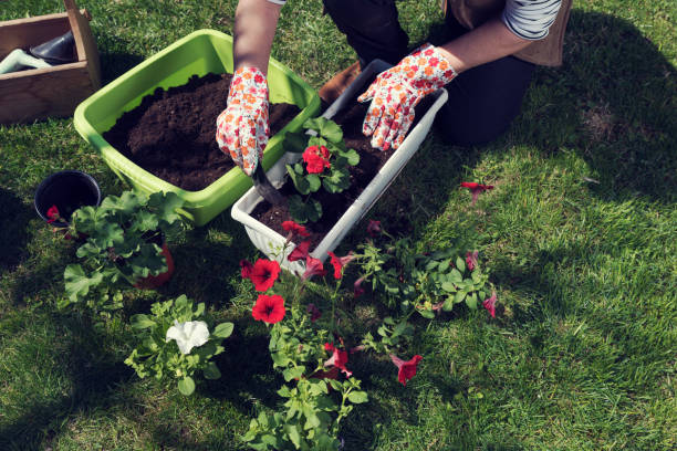 istock Woman's hand in gloves planting pelargonium and ipomoea 1137007559