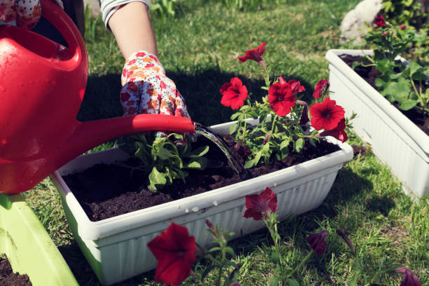 istock Spring time Planting and watering plants 1137007675