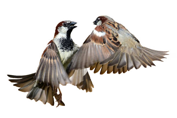 istock Animals and birds on awhite background 1137009202