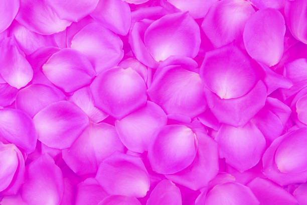 Magical rose flower on black background with copy space.