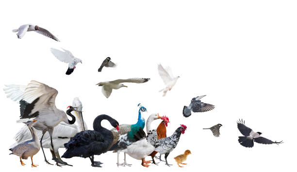 istock isolated large group of birds moving in the same direction 1137009794