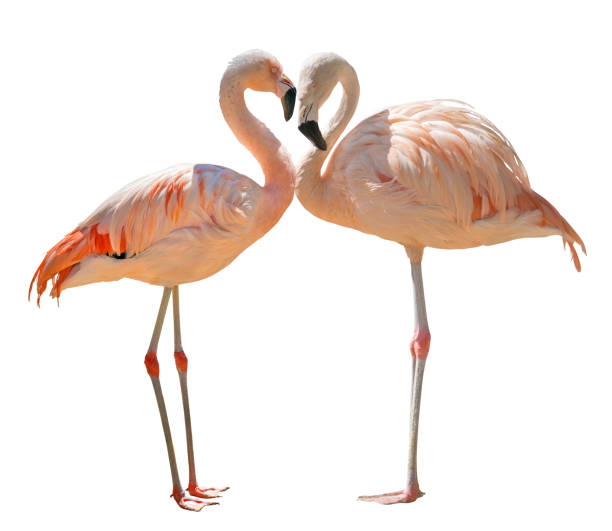 istock two pink flamingo birds on white 1137009947