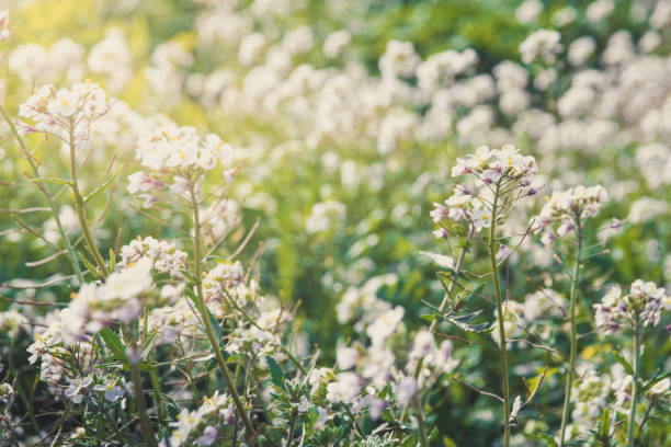 istock White flowers on spring meadow. Wildflowers on a grass field. 1137010126