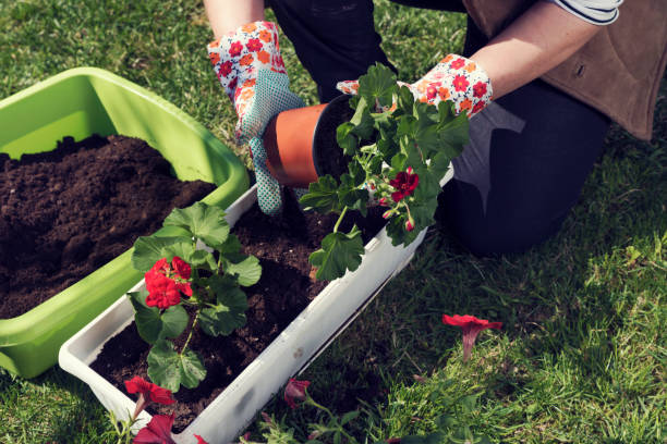 istock Woman's hands in gloves planting red pelargonium 1137010844