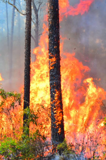 istock Engulfing flames in pine forest with burning trunks and heat shimmer with embers flying 1137015061