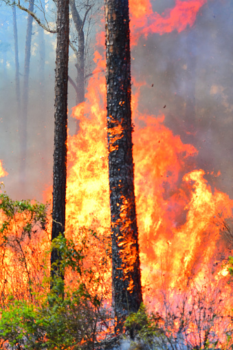 Intense fire moving through forest, consuming Saw Palmetto, gall berry and grassy fuels during during a prescribed fire. Pine tree trunks are blackened and still flaming, with chunks of bark flying off in the swirling hot air that's creating impressive heat shimmer. Photo taken at Big Shoals Public Lands in North Florida, USA. Nikon D750 with Nikon 200mm macro lens
