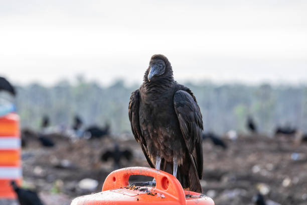 Black vultures waiting to swoop in after bulldozers pushes trash at the landfill stock photo