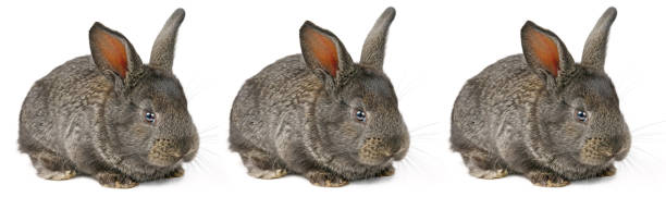 istock Little domestic rabbits isolated on white background. 1137015391