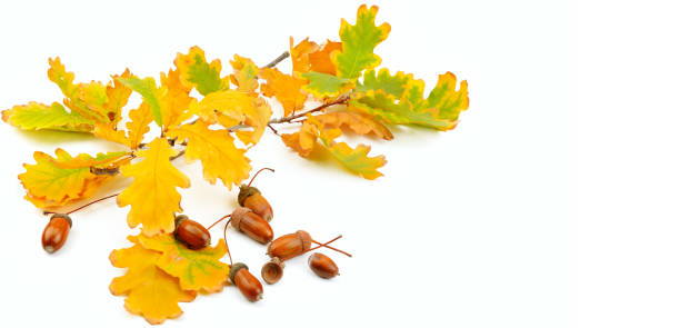 istock Acorns and oak leaves isolated on white background. 1137015428