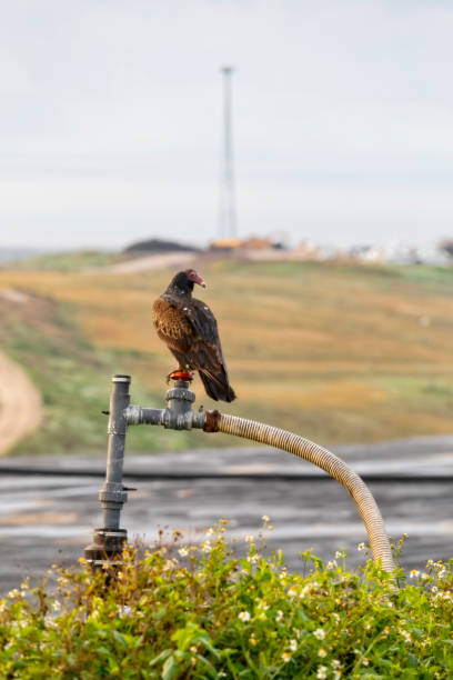 Turkey vulture sits on a methane gas well at a landfill with cell tower in background stock photo
