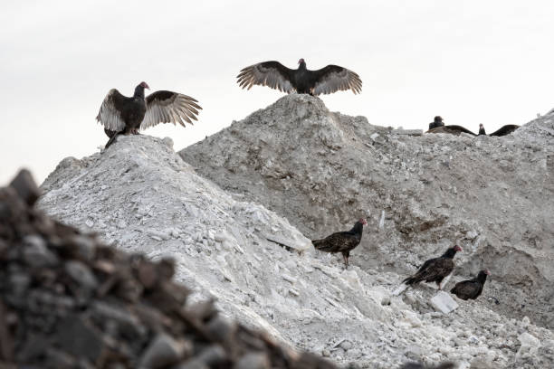 Black vultures waiting for food to be uncovered at the landfill. stock photo