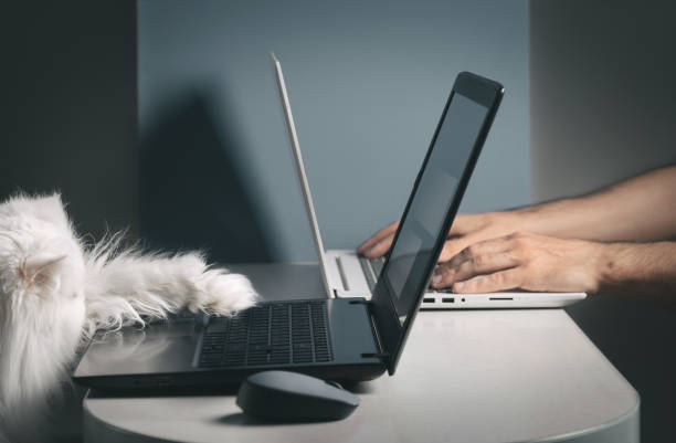 istock White funny cat trying to use a laptop. 1137015570
