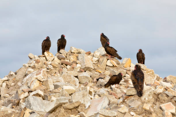 Broken concrete and bricks at the recyle landfill with turkey vultures waiting for trash delivery stock photo