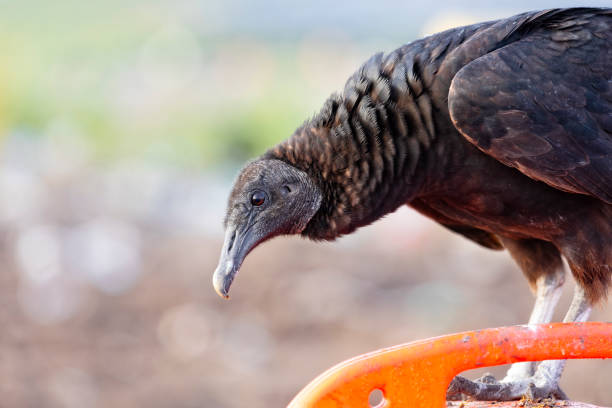 Close up of an American Black Vulture at a landfill stock photo