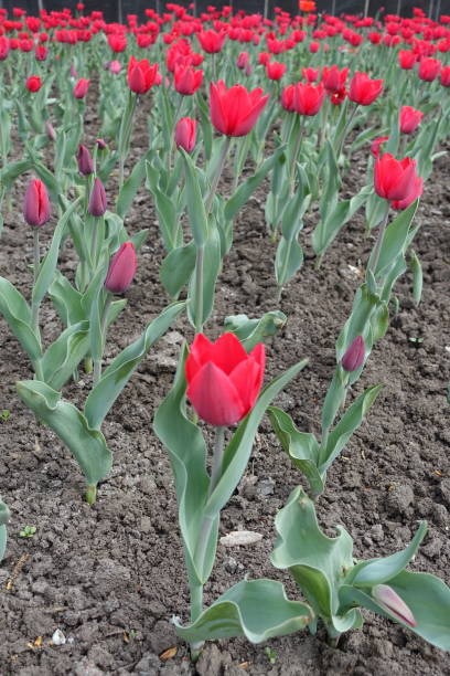 istock Many bright red flowers of tulips in spring 1137017605